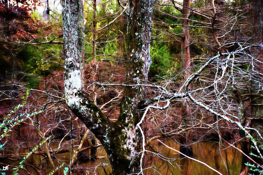 Tree Trunks in Bayou Meto Photograph by Gina OBrien