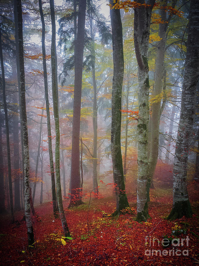 Tree trunks in fog Photograph by Elena Elisseeva