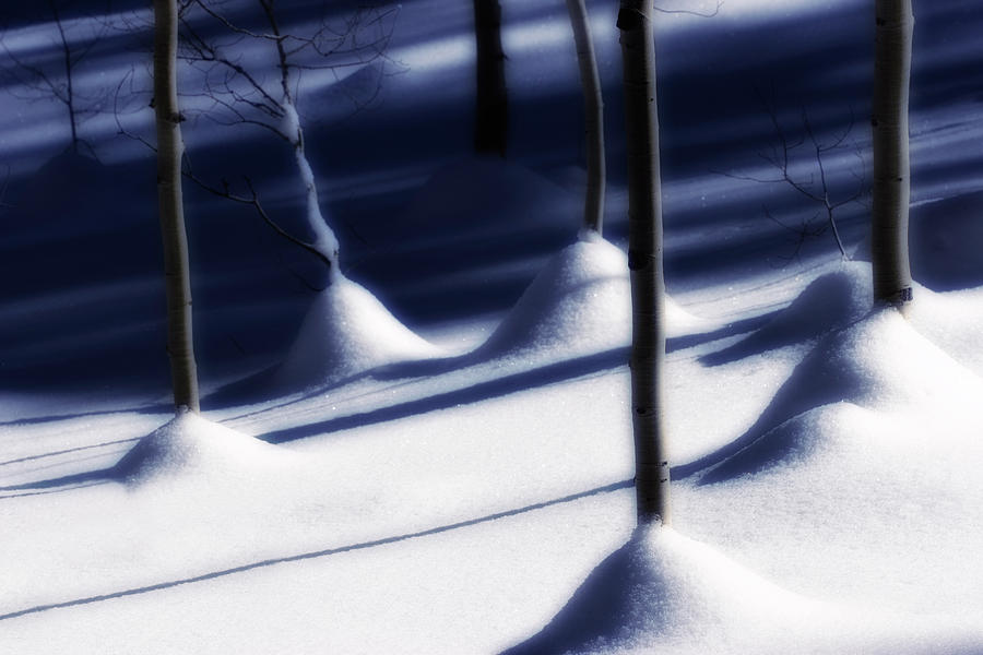 Tree Trunks in Snow Photograph by Douglas Pulsipher