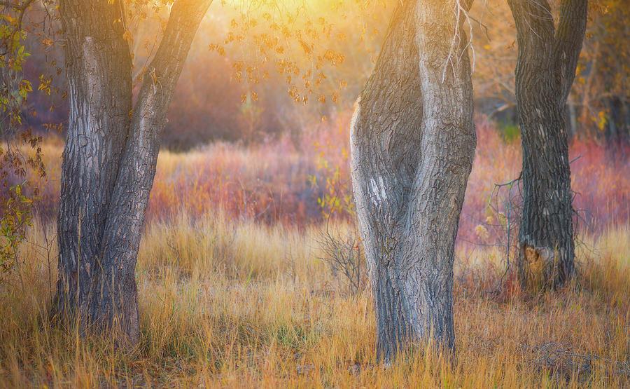 Tree Trunks In The Sunset Light Photograph