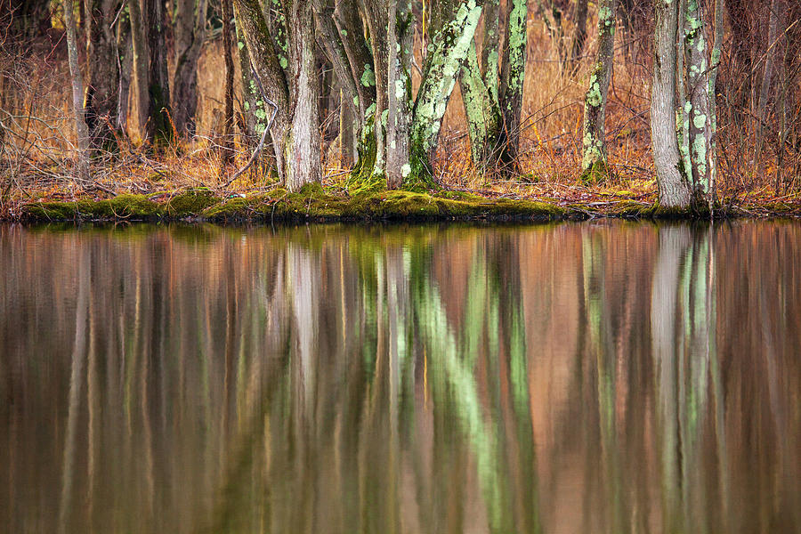 Tree Trunks Reflecting Photograph by Karol Livote
