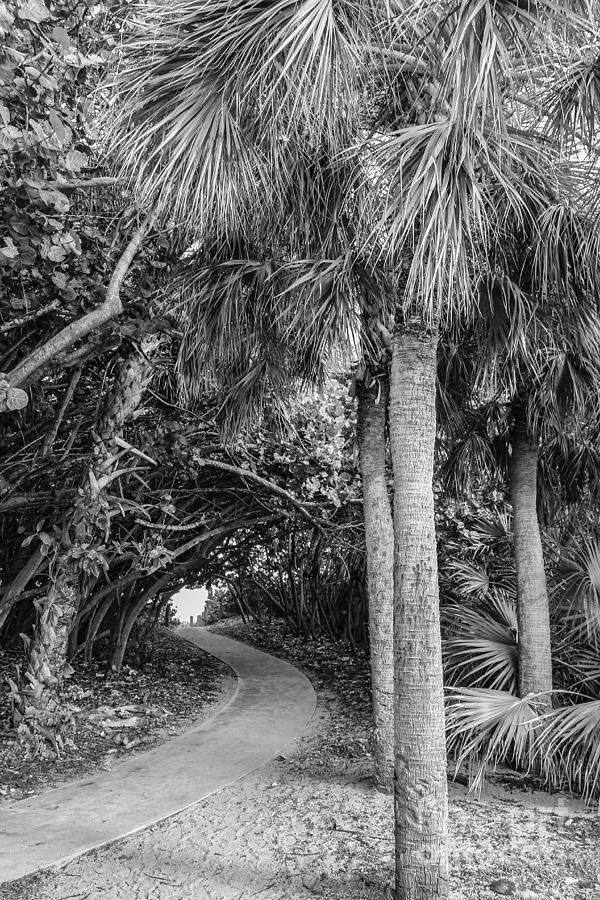 Tree Tunnel 2, Black and White Photograph by Liesl Walsh