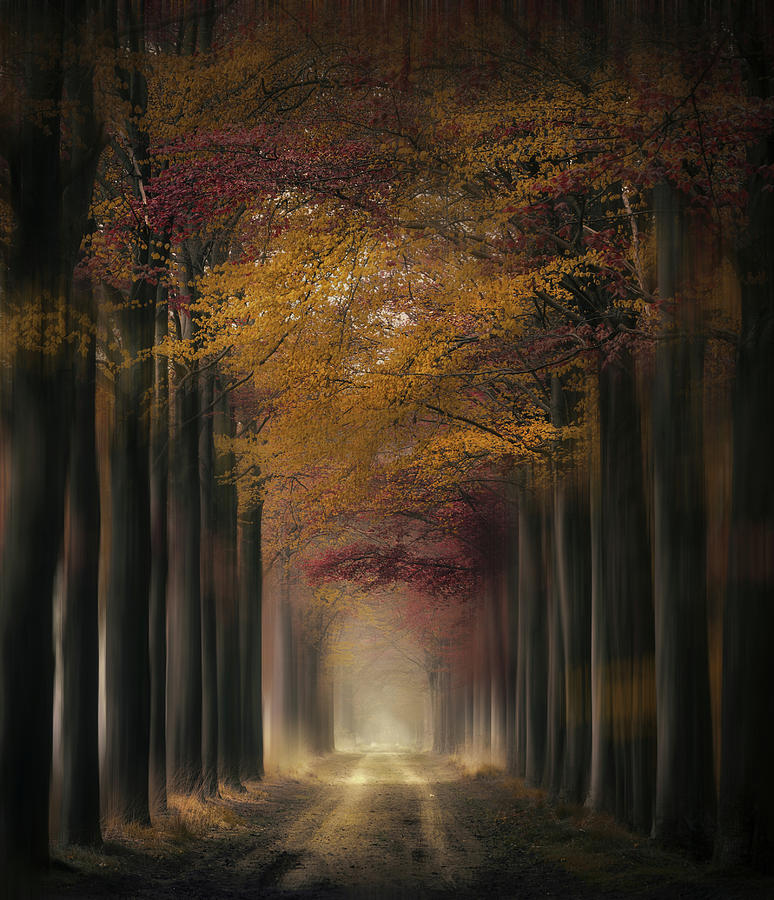 Tree tunnel galore Photograph by Rob Visser - Fine Art America