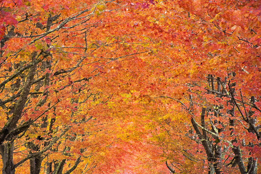 Tree tunnel of Fall colors Photograph by Doug Shanaman | Fine Art America