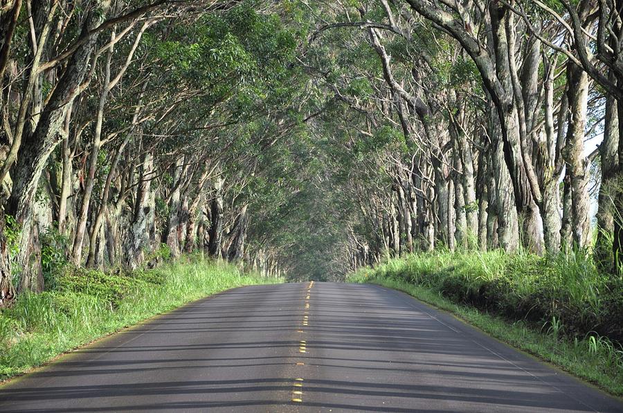 Tree Tunnel Road Photograph by Lisa Nisse Thompson - Pixels