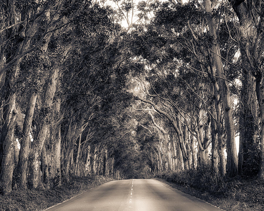 Tree Tunnel Photograph by Robert FERD Frank
