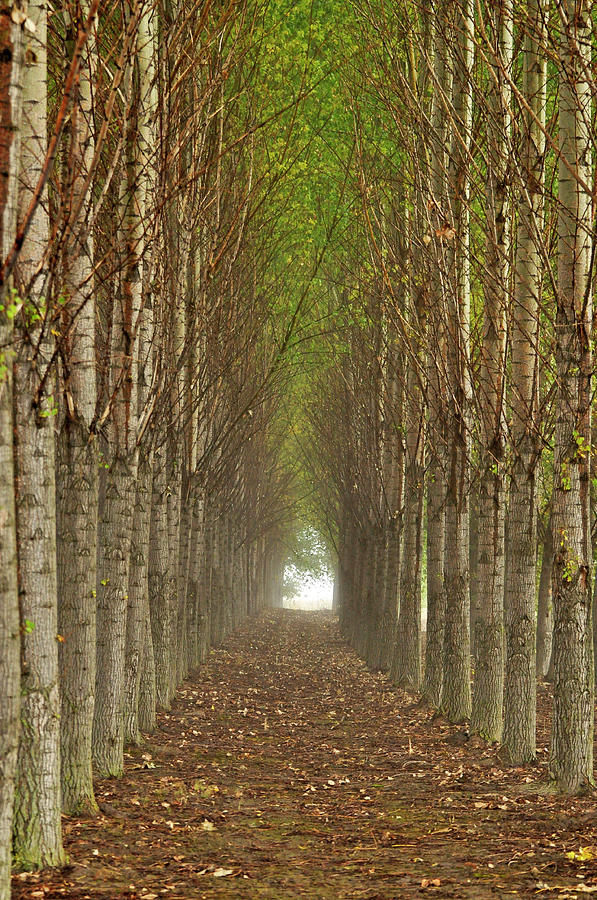 Tree tunnel Photograph by Robin Nellist - Pixels