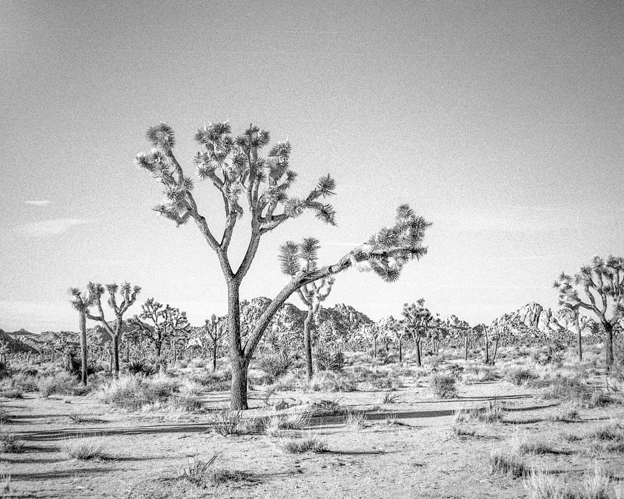 Joshua Tree National Park Photograph - Tree Valley by Alex Snay