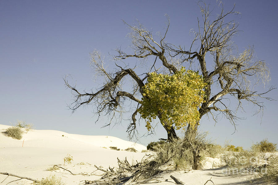 Tree White Sands Natl Monument Photograph by Karen Foley