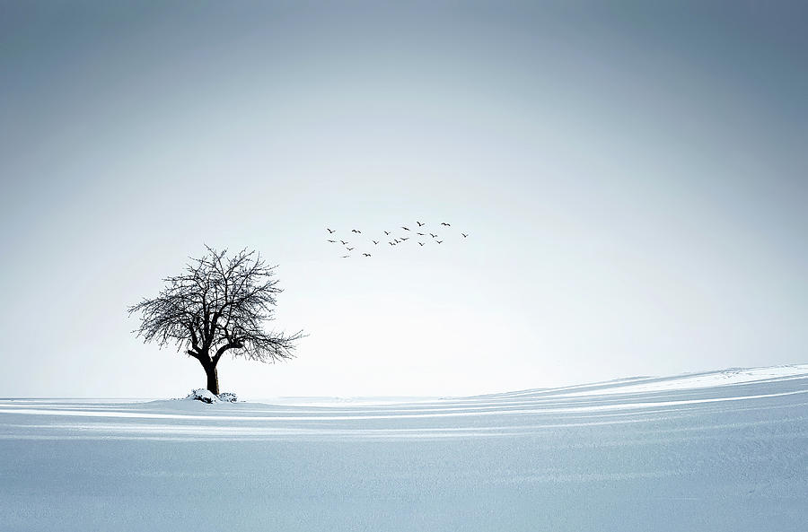 Nature Photograph - Tree winter by Bess Hamiti