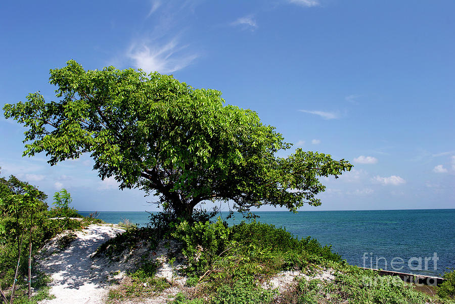 Tree With A View Photograph by Skip Willits