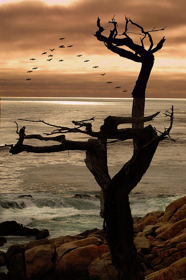 Tree with Birds  Photograph by Harry Spitz