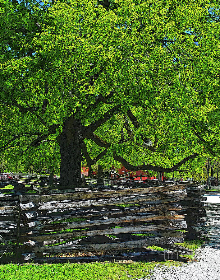 Tree with Colonial Fence by George D Gordon III Tree with Colonial Fence by George D Gordon III