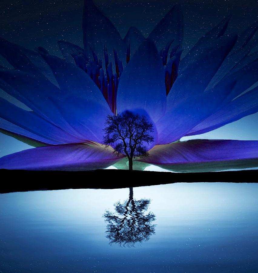 Tree with Lotus 3 by Matty Archer Tree with Lotus 3 by Matty Archer