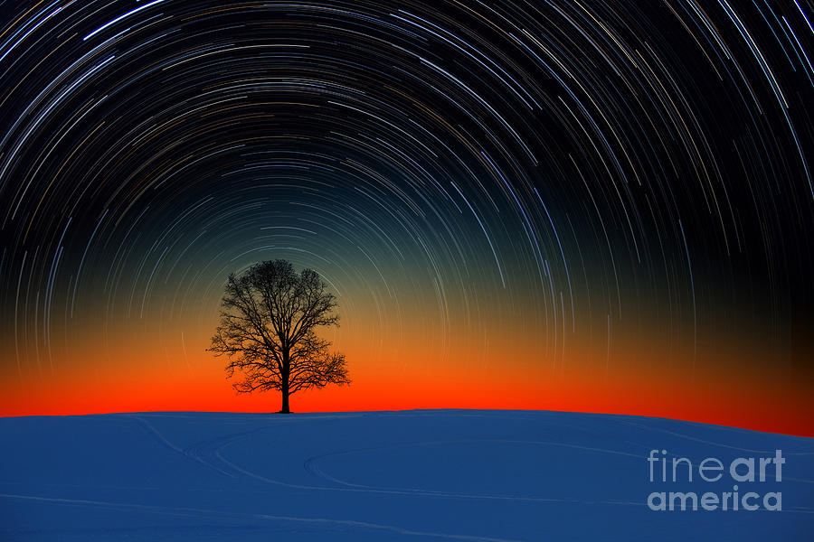 Tree With Star Trails Photograph by Larry Landolfi