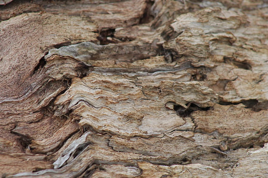 Tree Wood Grain Photograph by Wayne Williams - Fine Art America