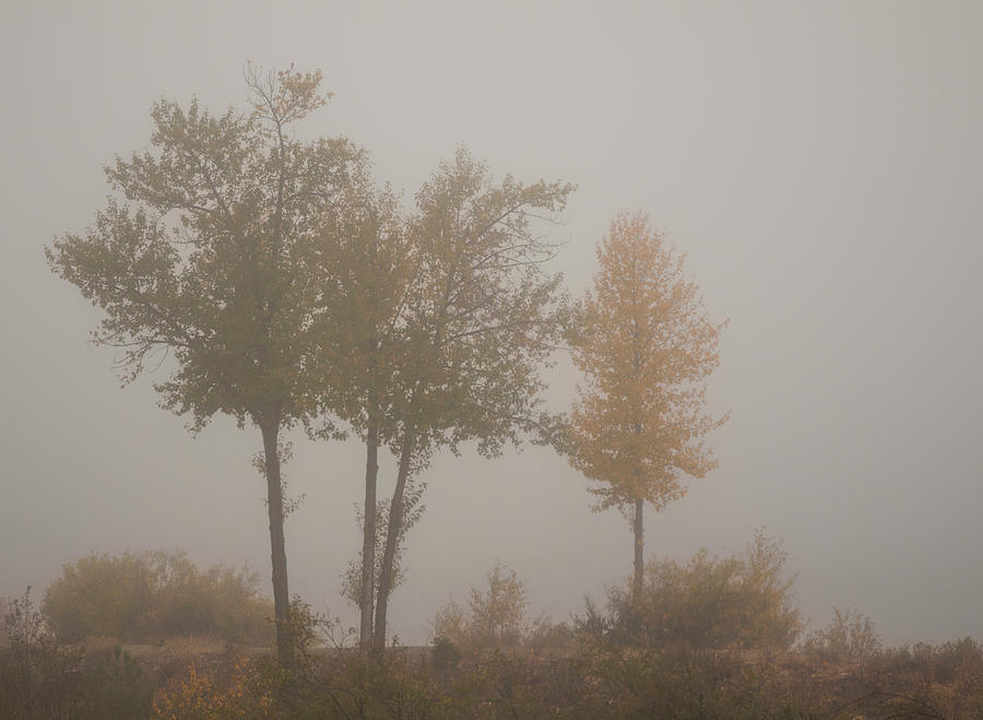Tree Photograph - Trees in Fog by Mick Burkey