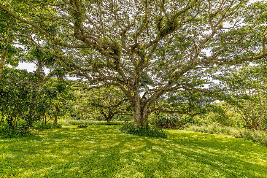 Treebeard Photograph by Gary Felton