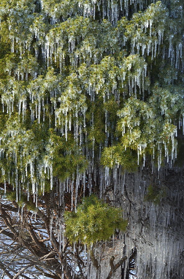 Treecicle by JD Grimes Treecicle by JD Grimes