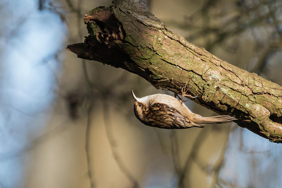 Treecreeper Photograph by Wendy Cooper