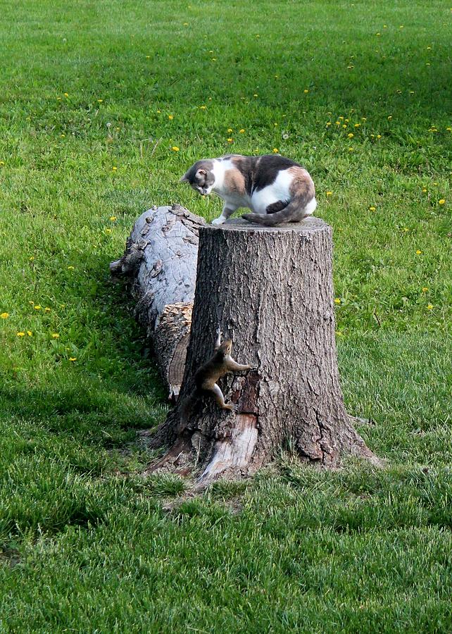 Treed Cat Photograph by Elizabeth Sullivan