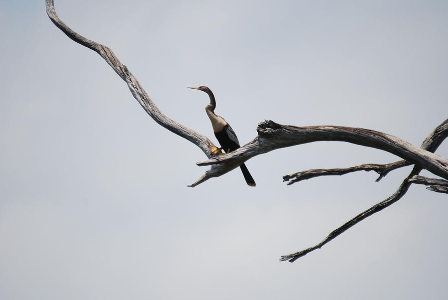 Treed Cormorant Photograph by Teresa Blanton