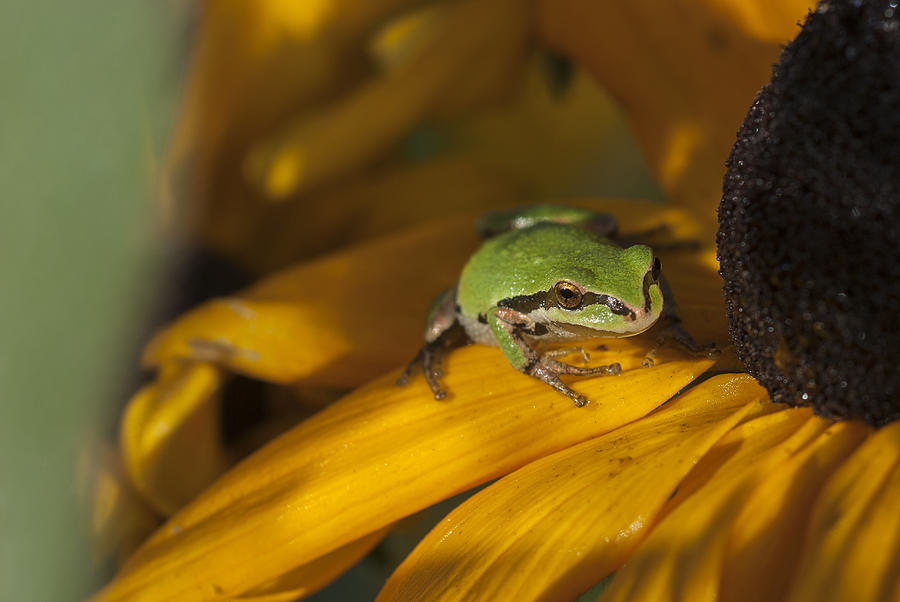 Treefrog on Flower Photograph by Robert Potts