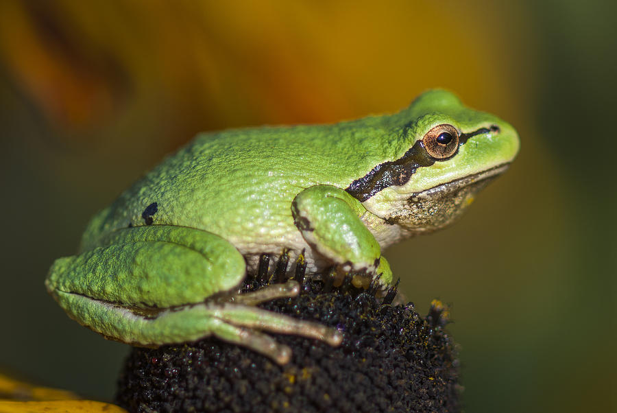 Treefrog on Rudbeckia Photograph by Robert Potts