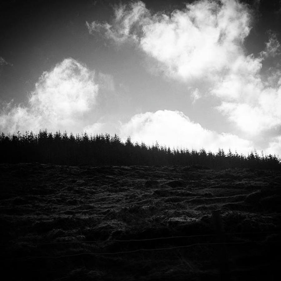 Tree Photograph - Treeline by Aleck Cartwright