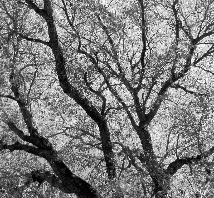 Treelines Photograph