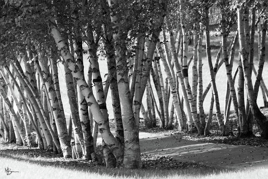 Treelines Photograph by Mary Anne Delgado