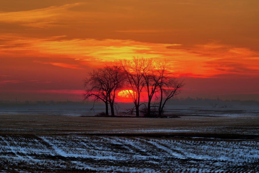 Treemendous Sunrise Photograph by Peter Herman
