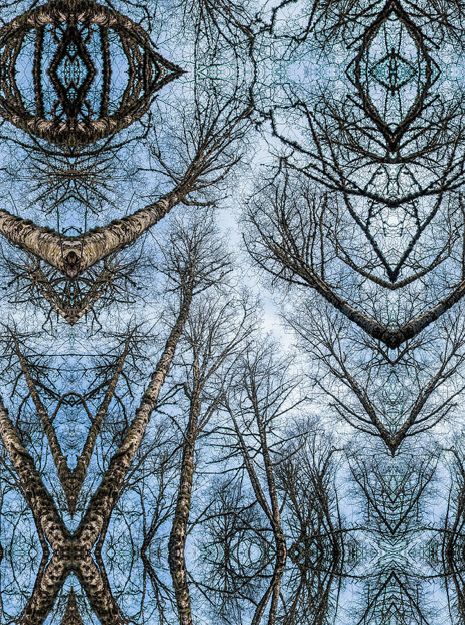 Treenation Photograph by Robert Potts
