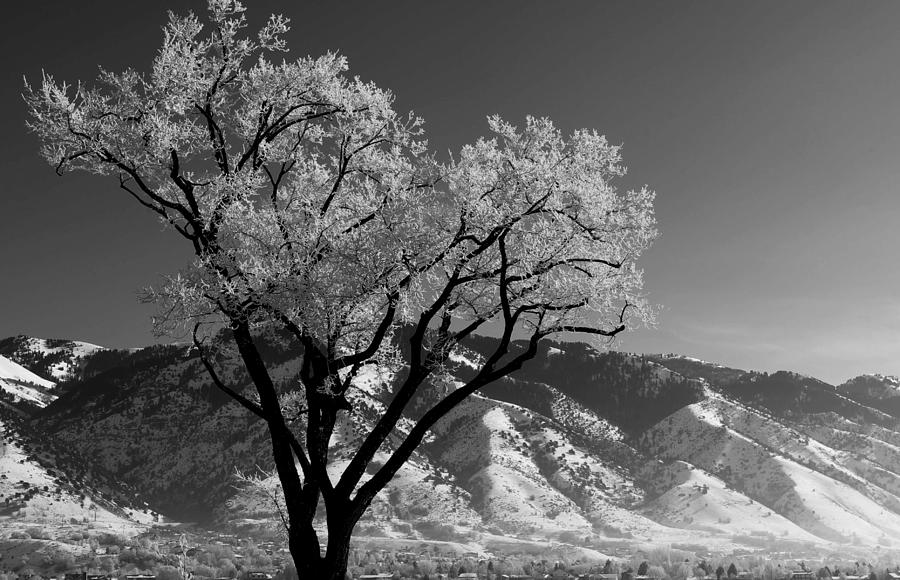 Treendrils Photograph by David Andersen
