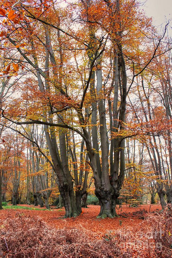 Tree Photograph - Trees Ablaze by Vicki Spindler