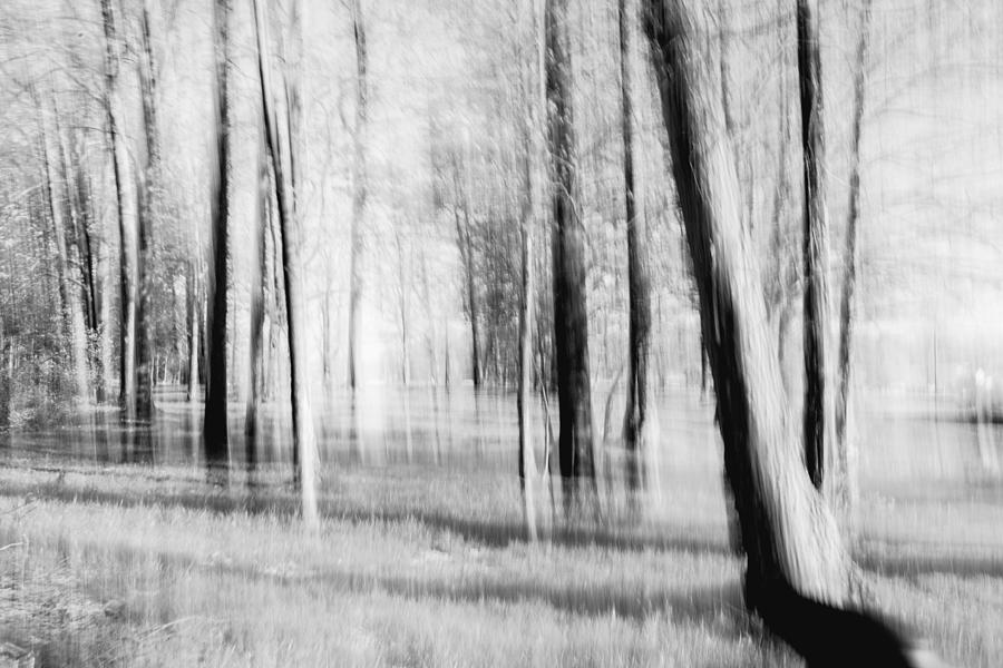 Trees  - abstraction in black and white Photograph by Michael Hills