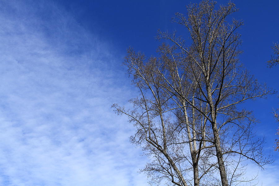Trees against the sky Photograph by Karen Ruhl