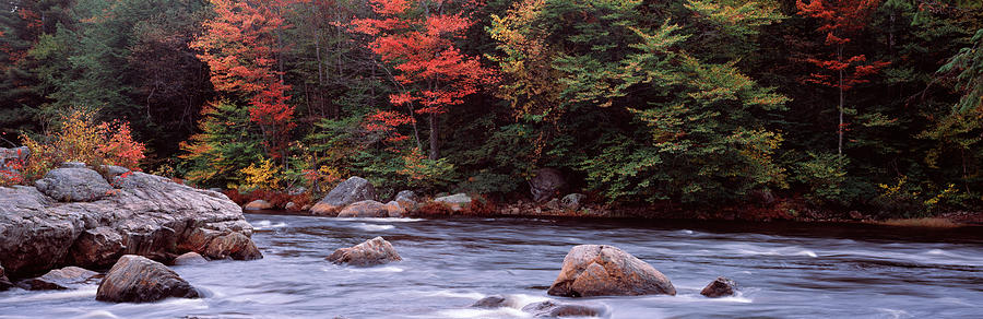 Trees Along A River, Moose River Photograph by Panoramic Images