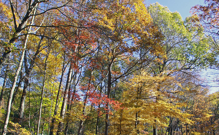 Trees Along the Road Photograph by Gerald Mitchell - Fine Art America