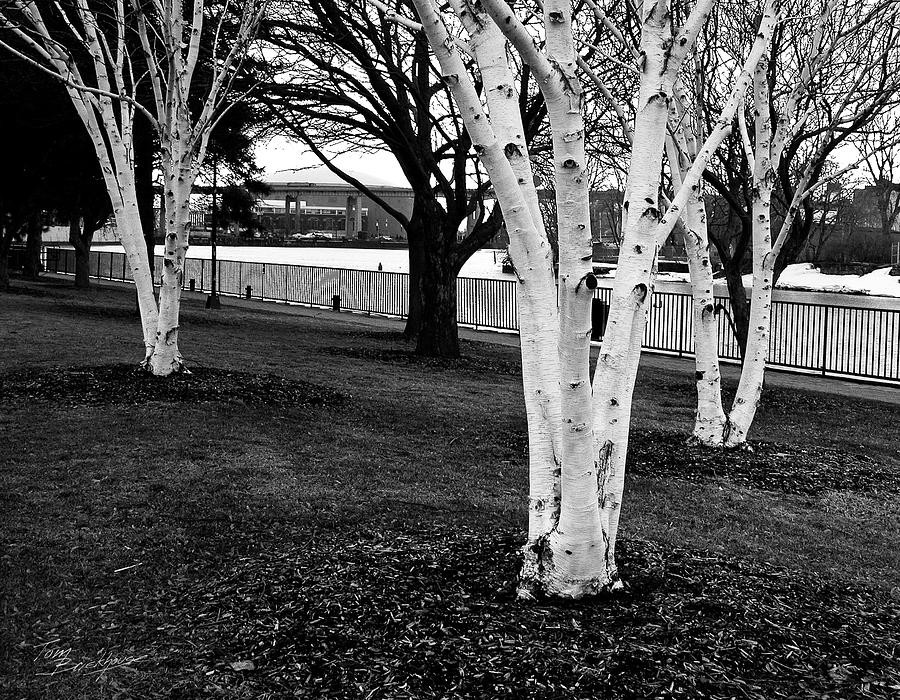 Trees Along the Waterfront Photograph by Tom Brickhouse