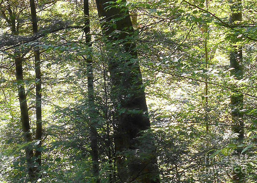 Trees Among the Light Bingham Falls Vermont Detail Photograph by Felipe Adan Lerma