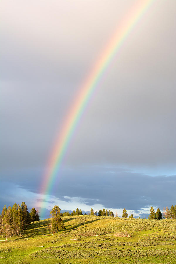 Trees And A Rainbow Photograph