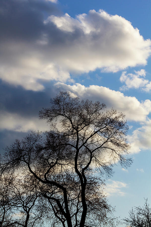 Trees and Clouds in Spring Photograph by Robert Ullmann