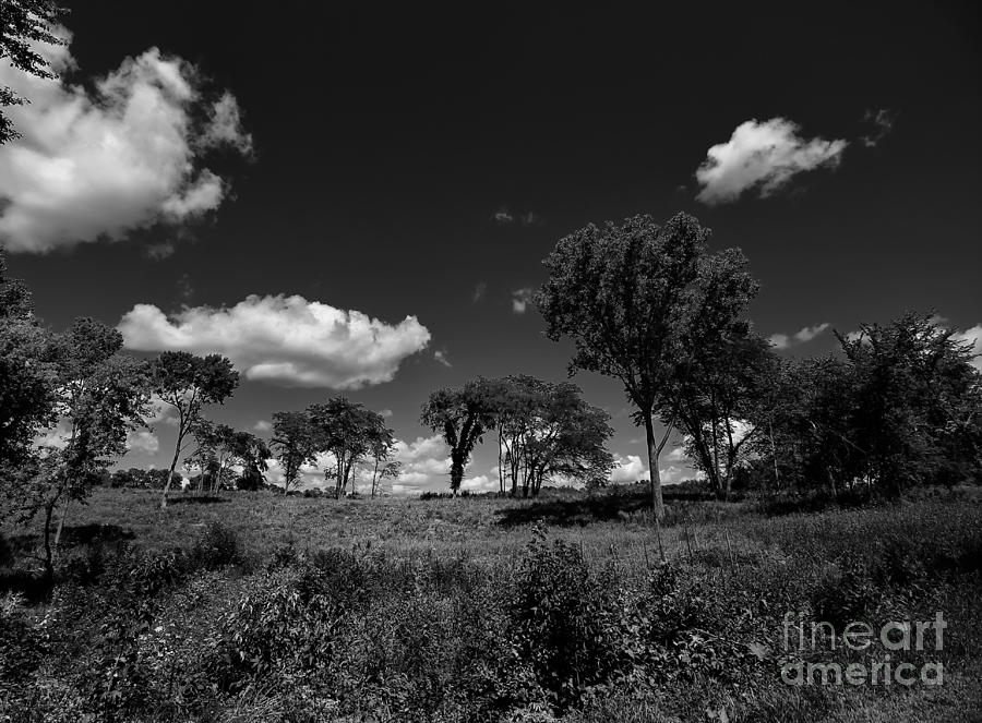 Trees and Clouds Photograph by Jimmy Ostgard