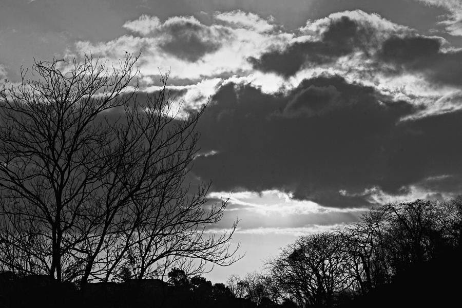Black And White Photograph - Trees and Clouds-St Lucia by Chester Williams