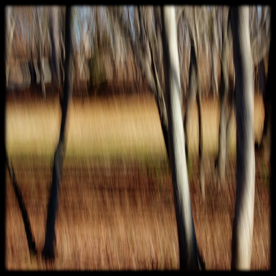 Nature Photograph - Trees and Field by Alan Skonieczny
