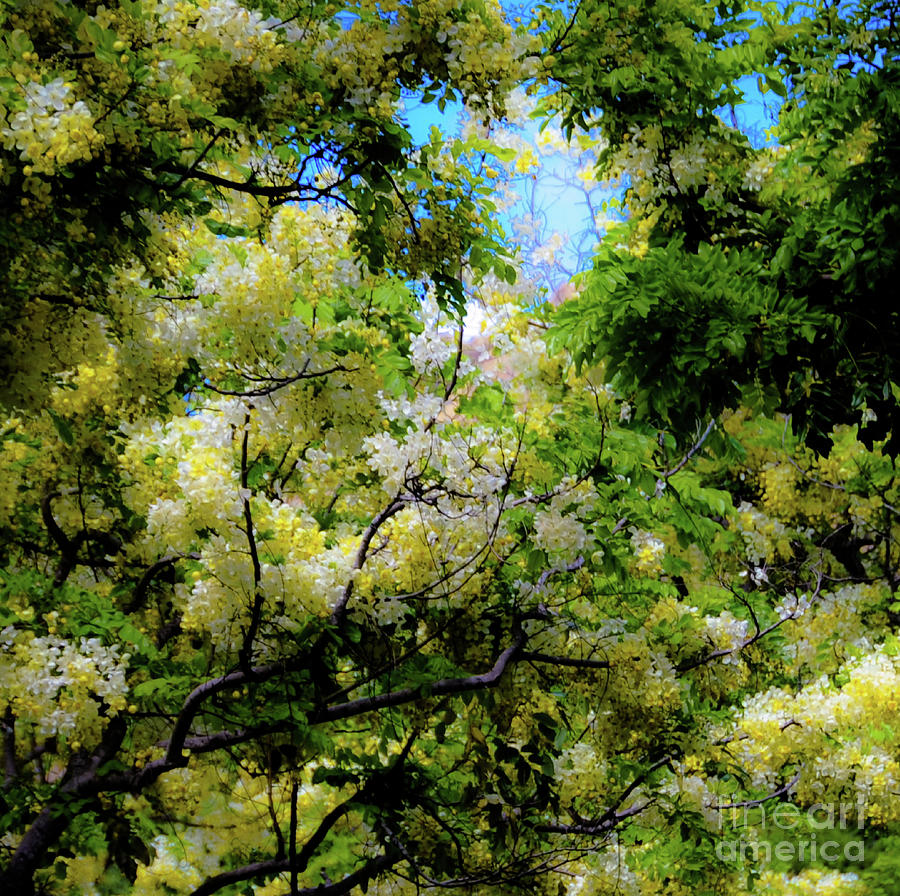 Tropical Trees and Flowers Photograph by D Davila - Fine Art America