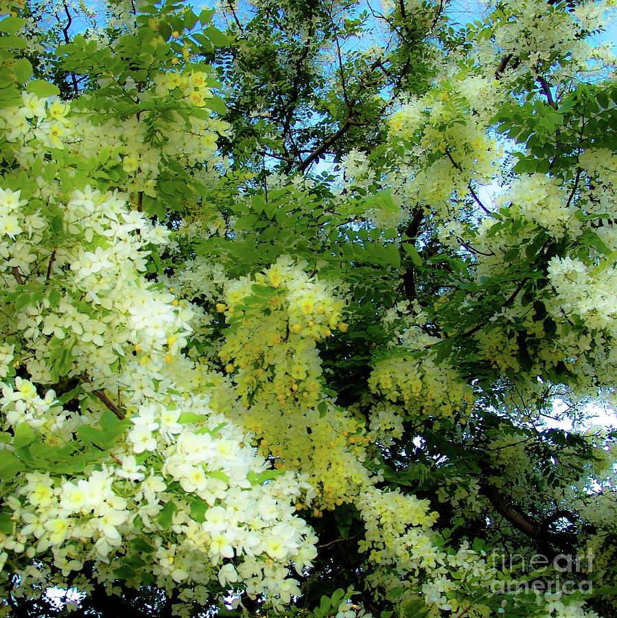 Tree Photograph - Trees and Flowers  #1 by D Davila