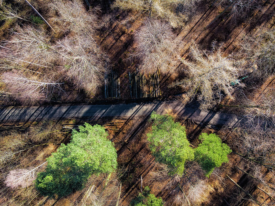 Trees and forest path aerial view Photograph by Matthias Hauser
