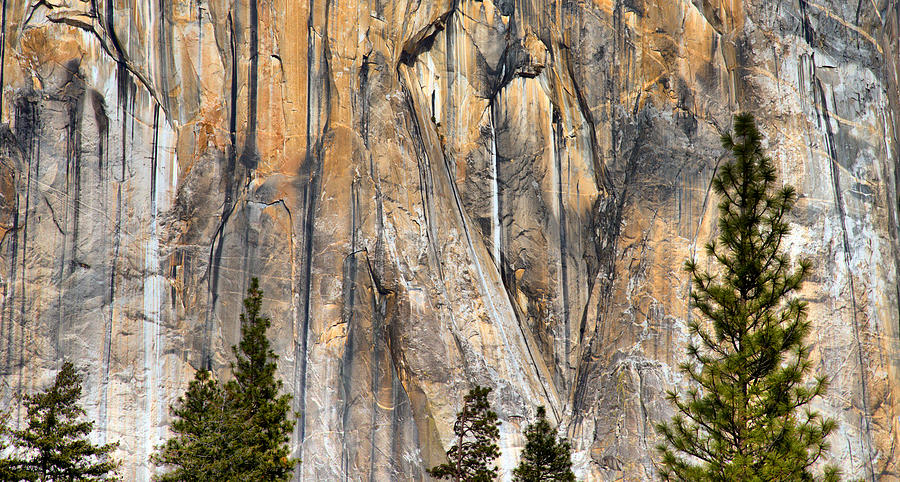 Trees and Granite Photograph by Josephine Buschman